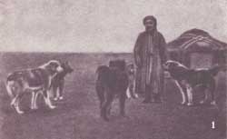 Среднеазиатская овчарка в отаре каракулеводческого совхоза Самсоново, бывшая Туркменская ССР