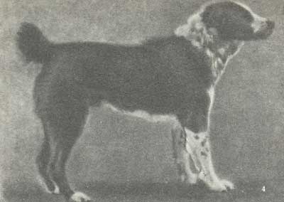 Среднеазиатская овчарка, кобель Сакар, рожд.1950г, тип линии Орлана